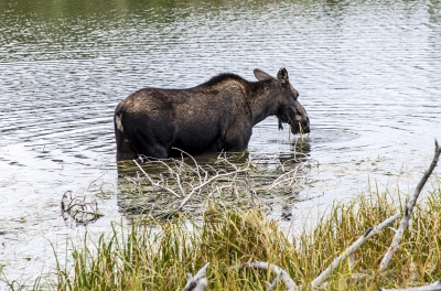 Mama Moose Aug 2022